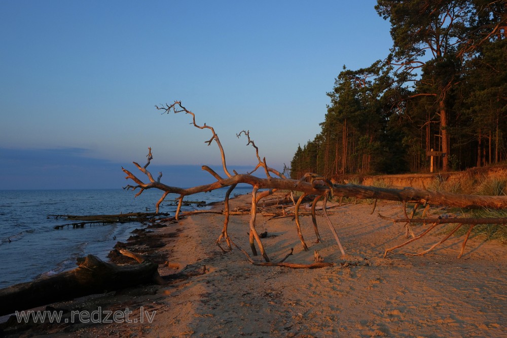 Fallen Tree on Cape Kolka Coastline
