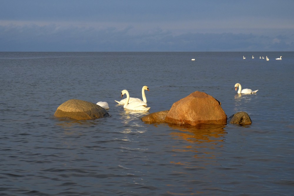 Swans In The Sea