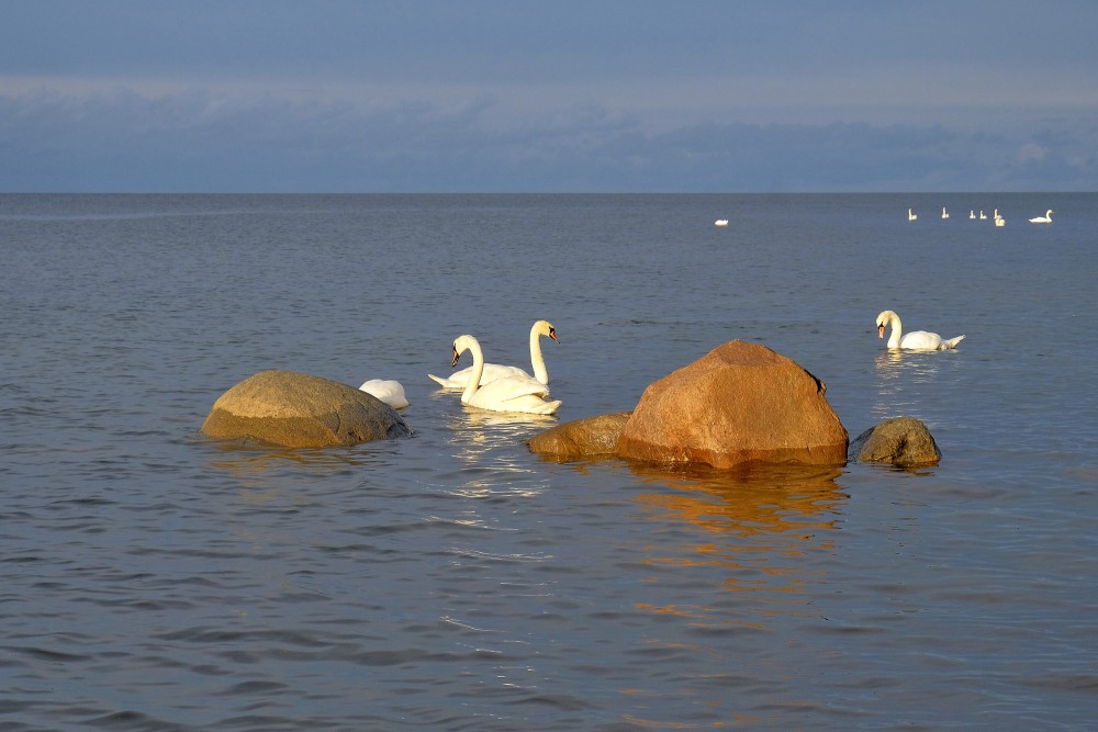 Swans swimming near coastal rocks in shallow sea Swans swimming near coastal rocks in shallow sea
