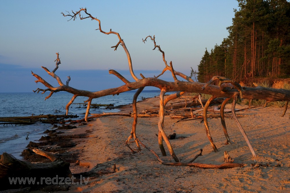 Fallen Tree on Cape Kolka Coastline