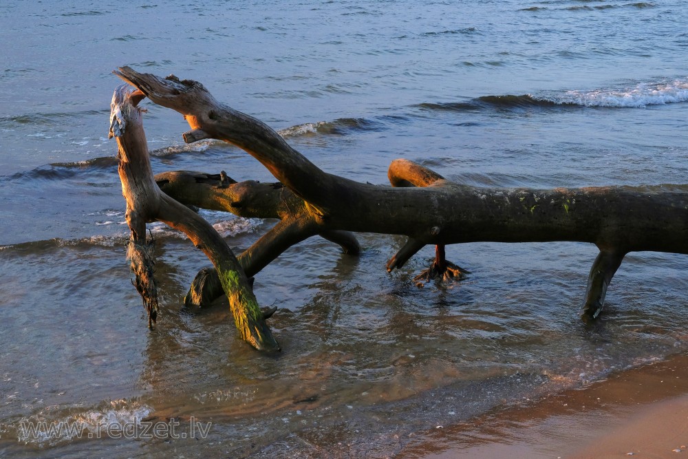 Viļņu apskalots koka stumbrs Kolkasraga pludmalē