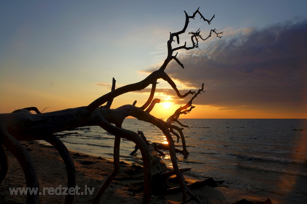 Sunrise at Cape Kolka, Dead Tree Silhouette