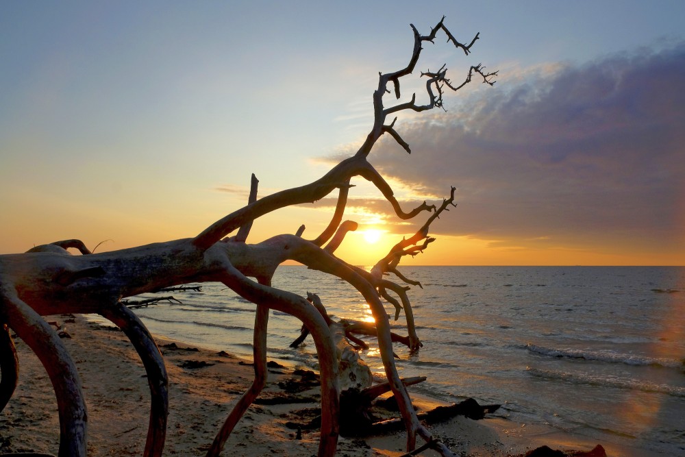 Saullēkts Kolkasragā, vētras nogāzta koka siluets Saullēkts Kolkasragā, vētras nogāzta koka siluets