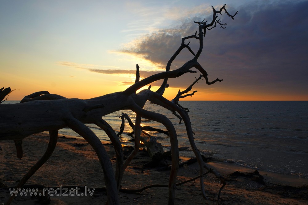 Dead Tree Silhouette
