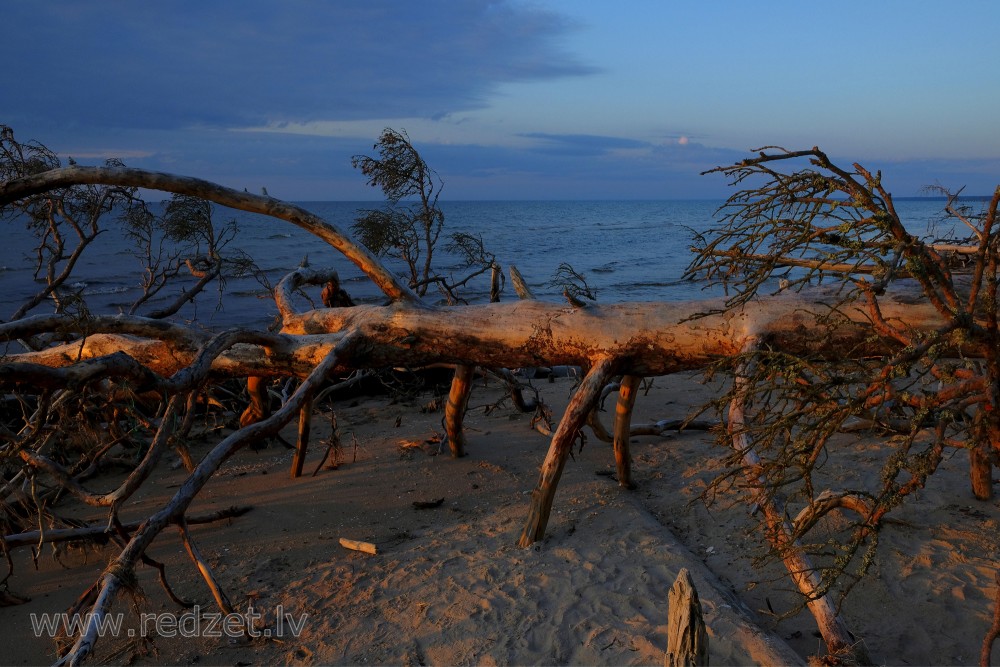 Close up of a Fallen Tree on Coastline