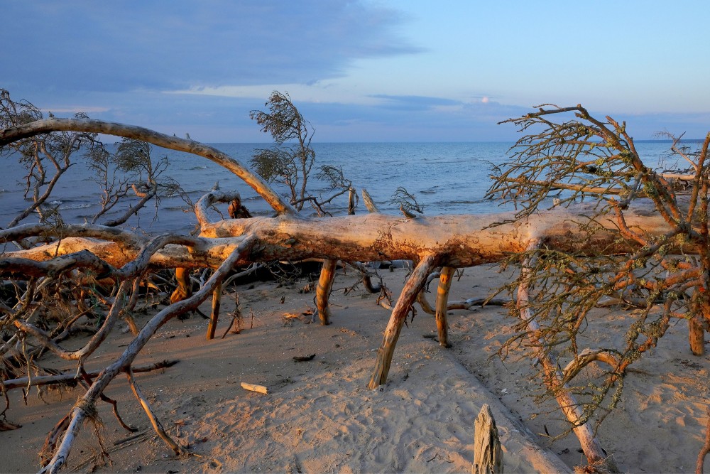 Vētras nogāzta koka tuvplāns Kolkasragā Vētras nogāzta koka tuvplāns Kolkasragā