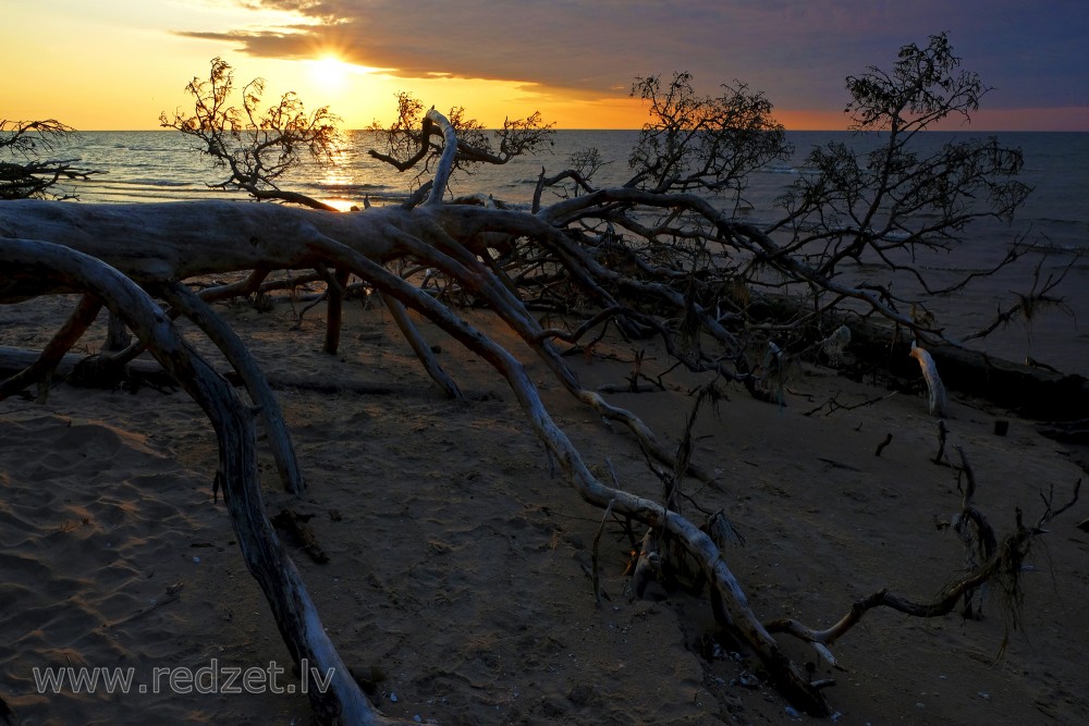 Saullēkts Kolkasragā, vētras nogāzti koki