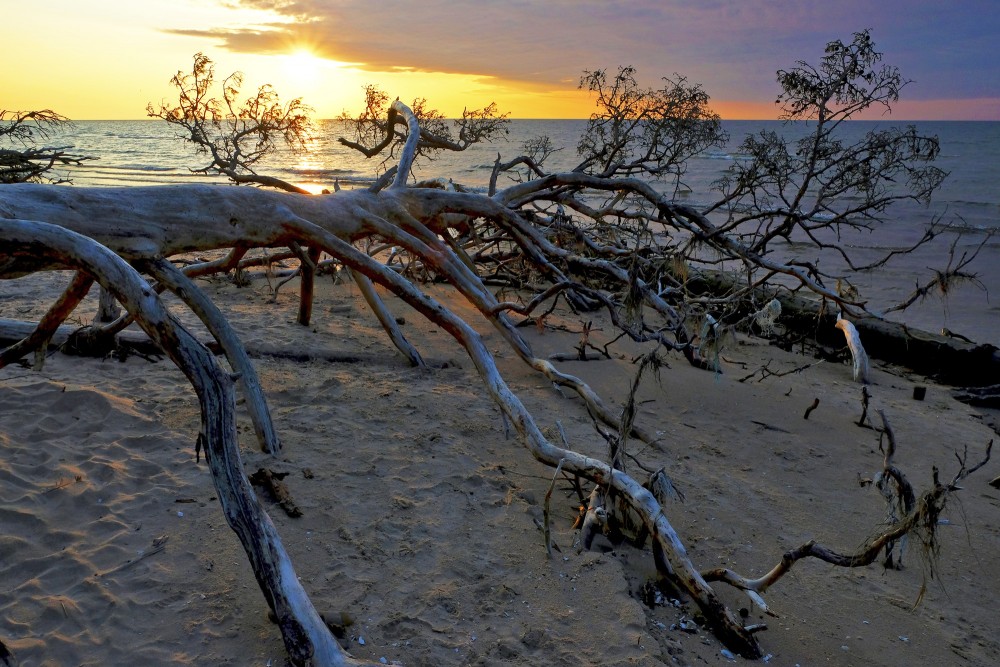 Saullēkts Kolkasragā, vētras nogāzti koki, Kolkasrags, Baltijas jūra, Saullēkts, Koka stumbrs
