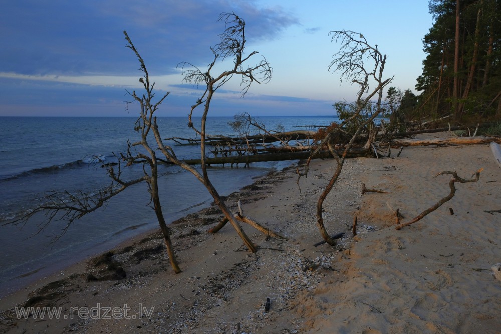 Trees in Cape Kolka Beach Blown Down by the Storm