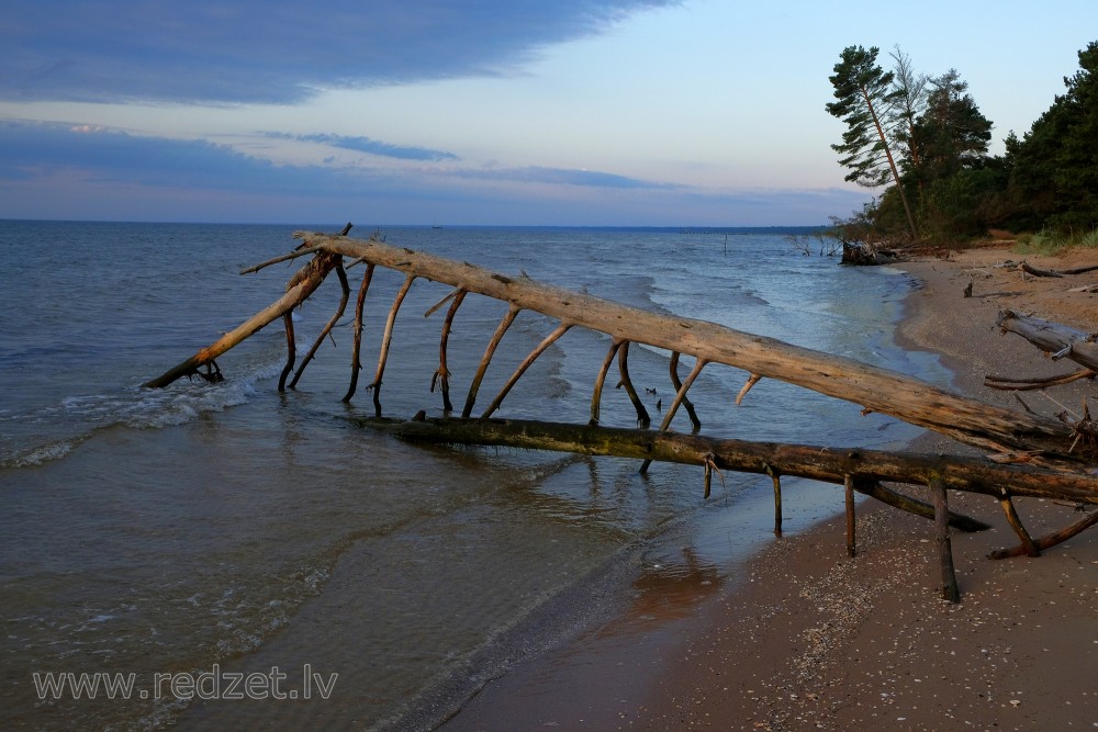 Close up of a Fallen Tree on Coastline