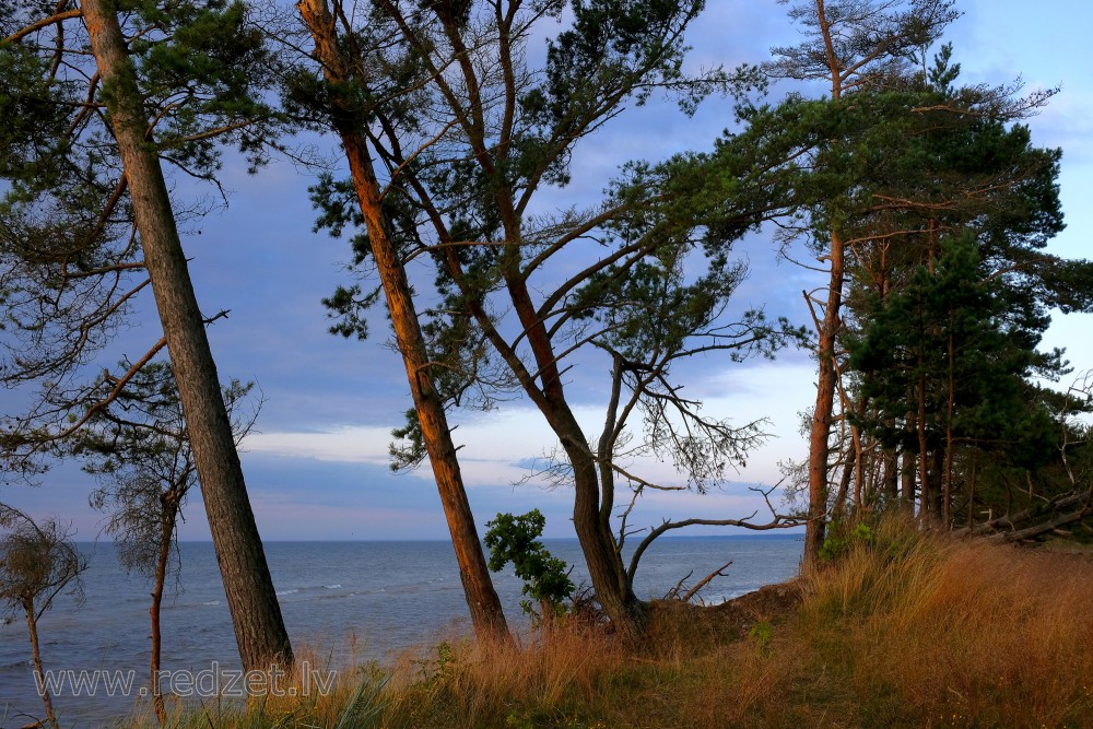 Pines by the Sea