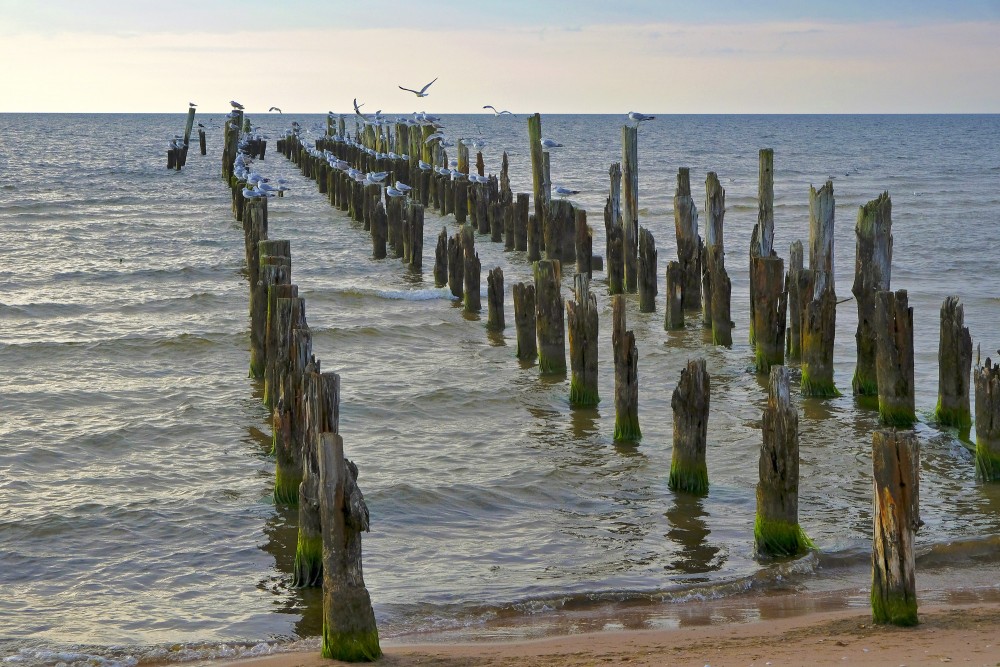 Kaijas uz Kolkas vecajiem steķiem