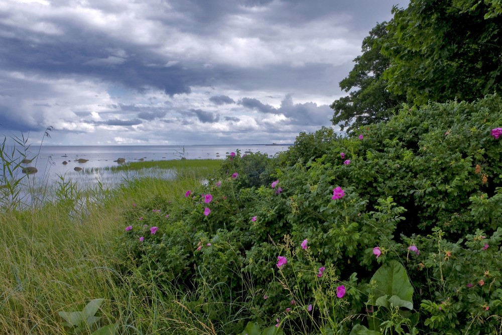 Jūras ainava un mežrozītes krūms Jūras ainava un mežrozītes krūms