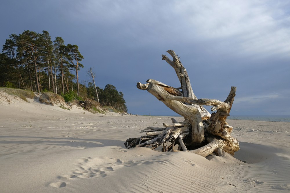 Dried Tree Stump On The Seashore Near Bernāti