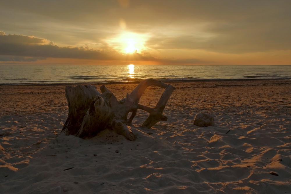Dead Tree on the Seashore