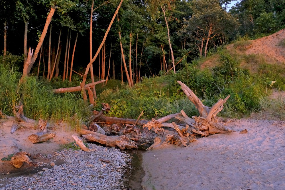 Dead Trees on the Seashore