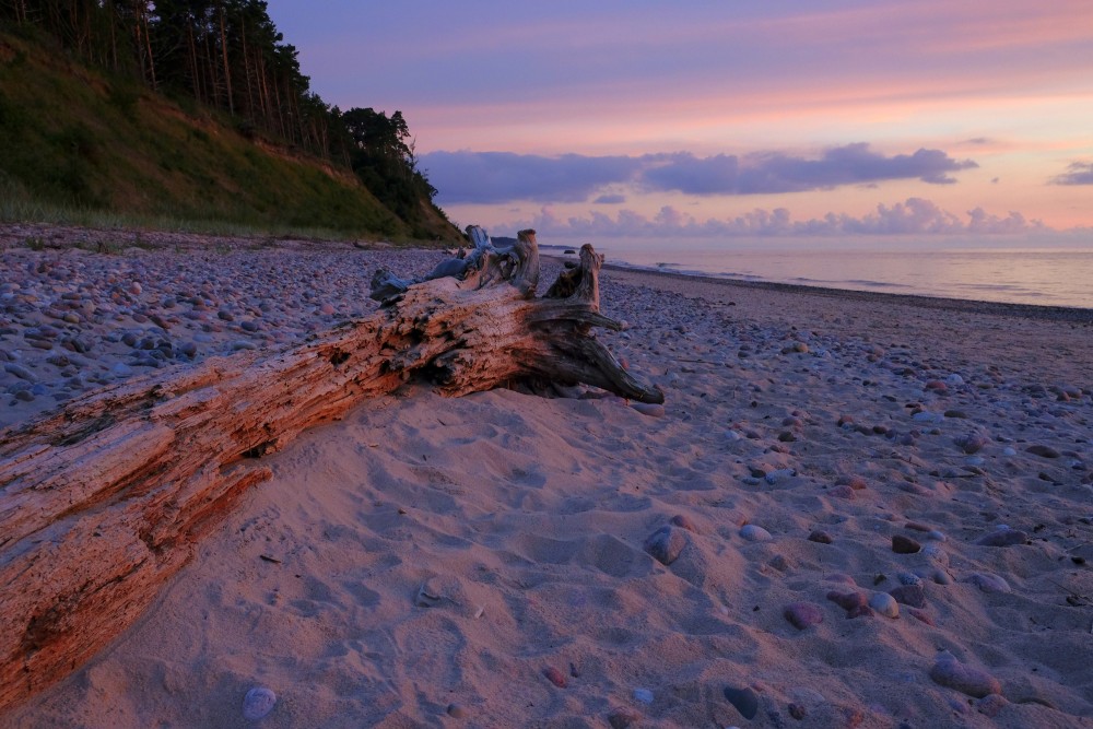 A Dead Tree on the Seashore