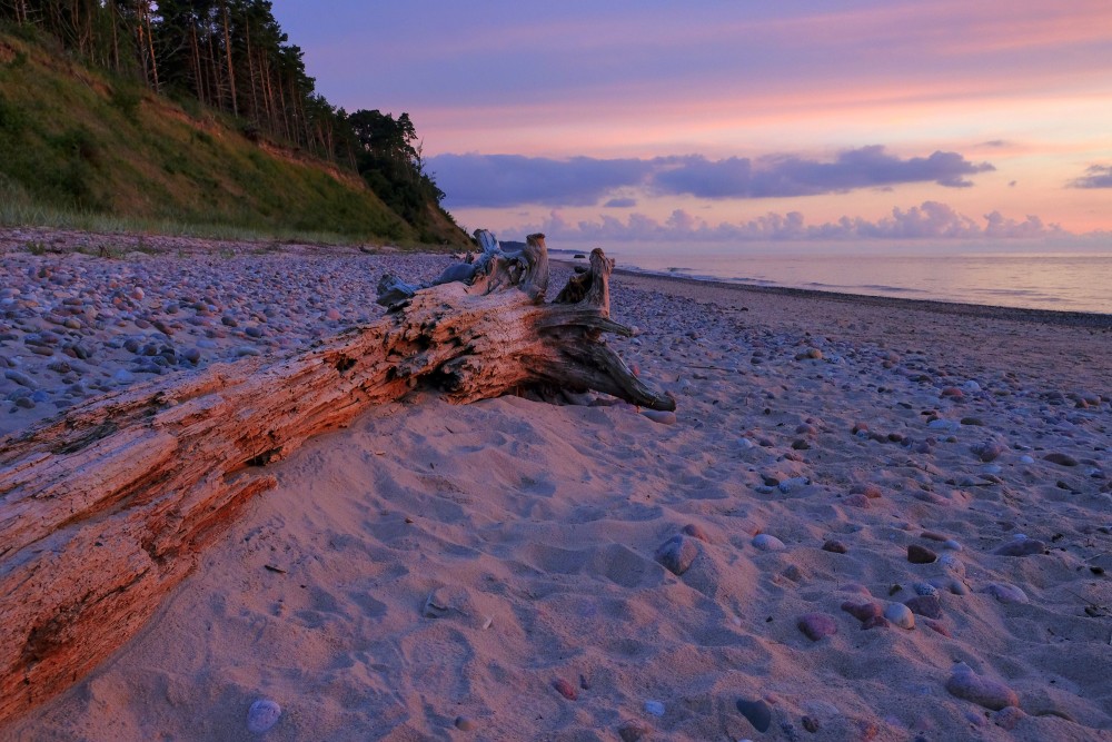Sakaltis koks jūras krastā
