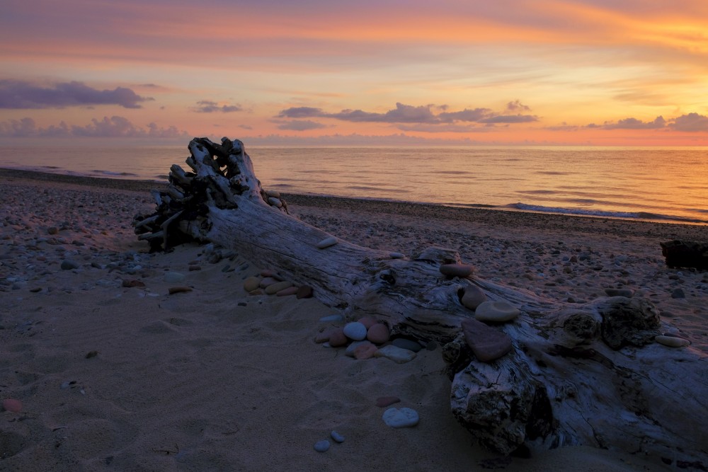 Sakaltis koks jūras krastā