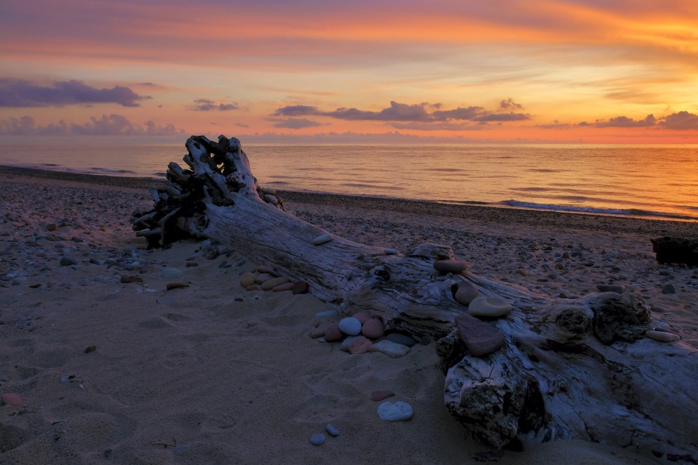 A Dead Tree on the Seashore