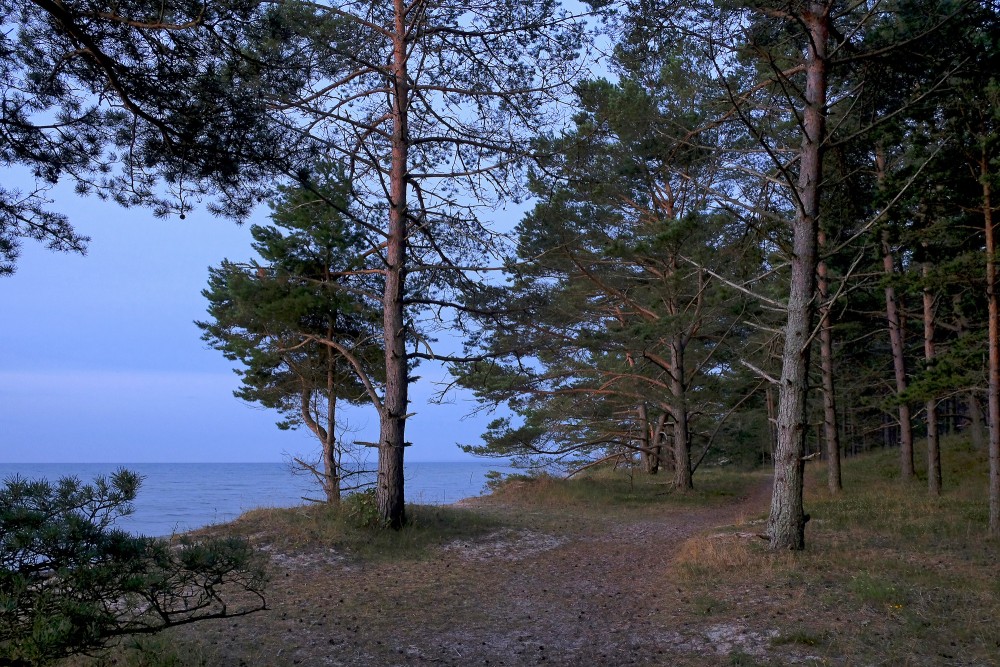 Mežs pie jūras