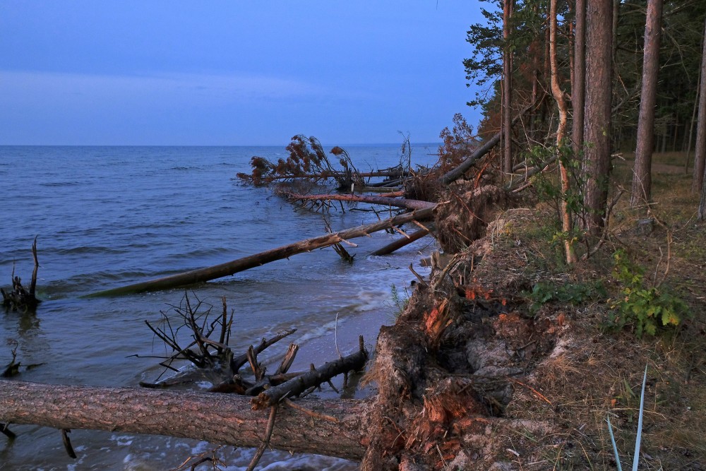 Kolkasraga piekraste ar vētrās izgāztiem kokiem