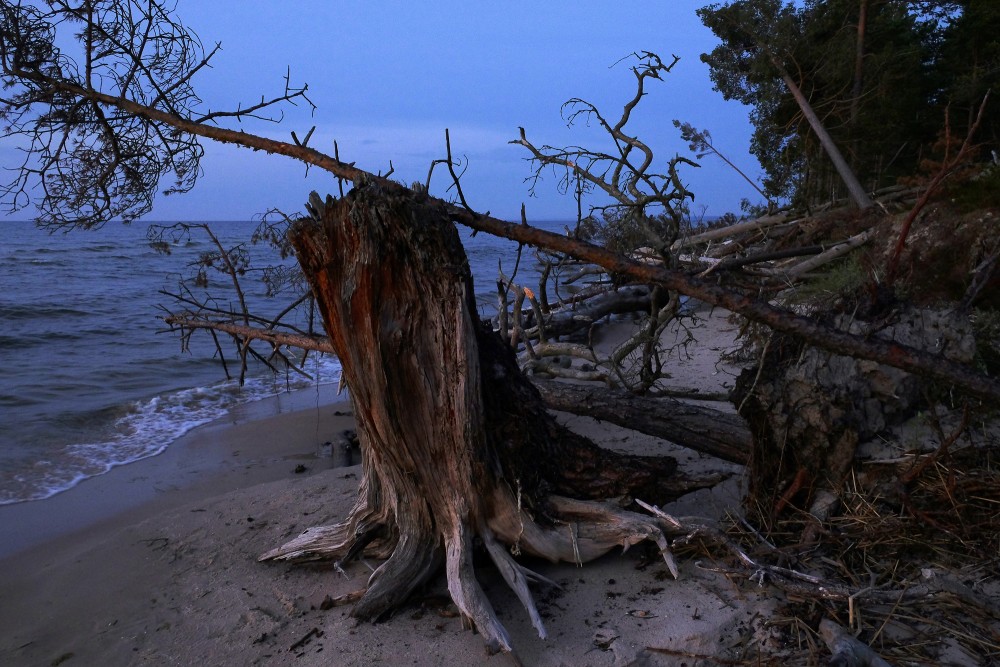 Nokaltušu koku pārņemta Kolkasraga piekraste krēslā pie jūras
