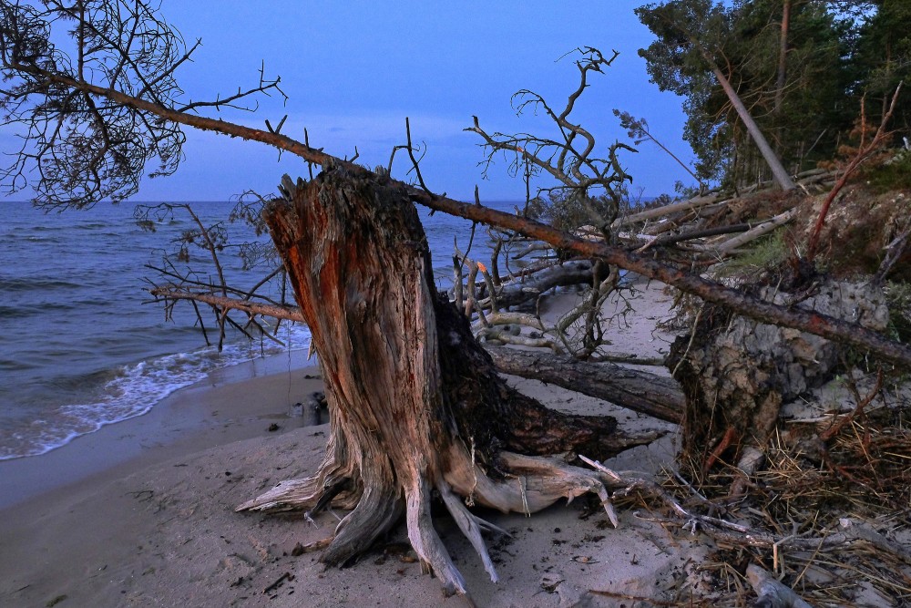 Nokaltušu koku pārņemta Kolkasraga piekraste krēslā pie jūras