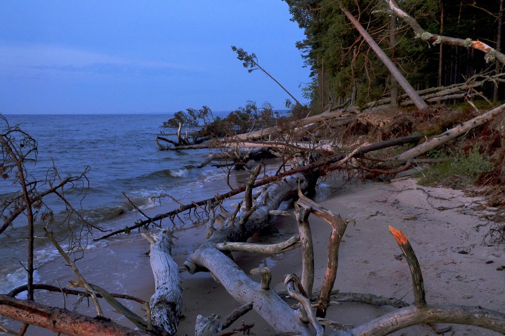 Kolkasraga piekraste ar vētrās izgāztiem kokiem