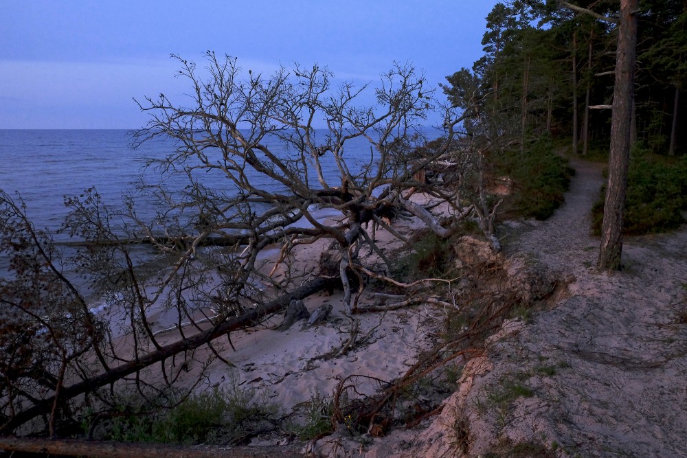 Kolkasraga piekraste ar vētrās izgāztiem kokiem