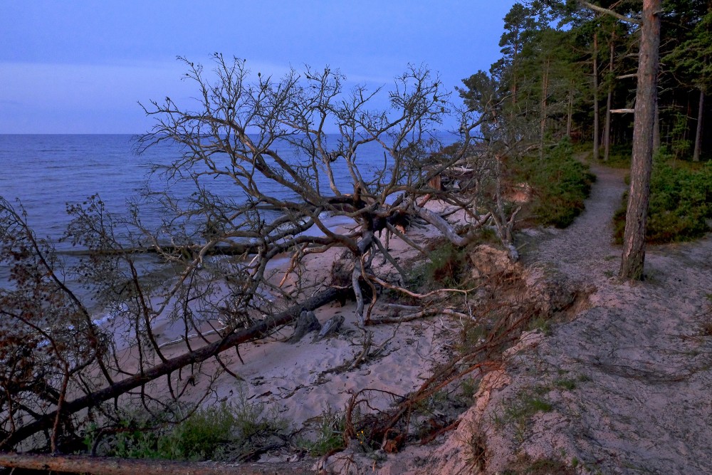 Kolkasraga piekraste ar vētrās izgāztiem kokiem