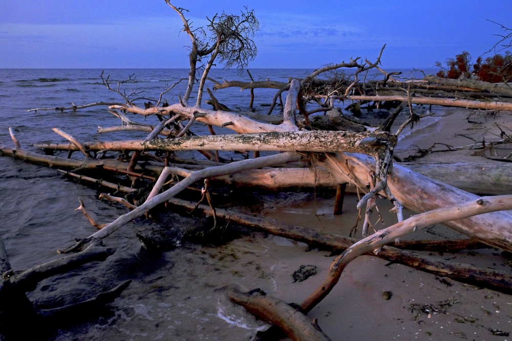 Kolkasraga piekraste ar vētrās izgāztiem kokiem