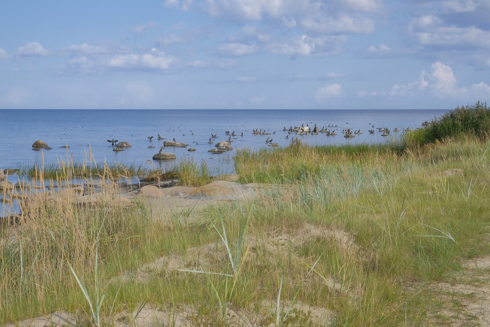 The Sea near Kaltene, Kaltene Birds' Trail