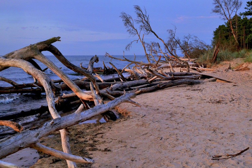 The Coast of Cape Kolka with Trees Blown Down by Storms