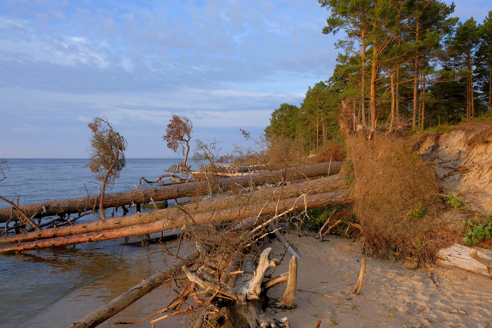 Kolkasraga piekraste ar vētrās izgāztiem kokiem