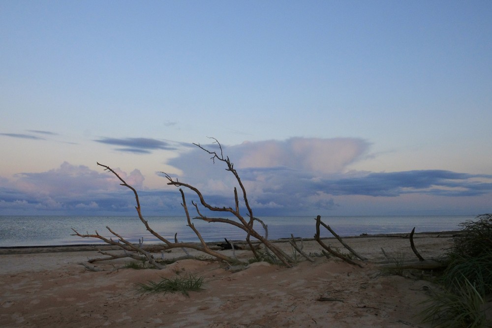 Vakars Kolkasragā, nokaltis koks pie jūras
