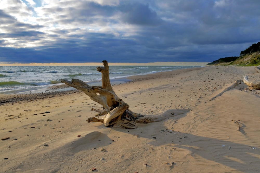 Nokaltis koks Sārnates pludmalē
