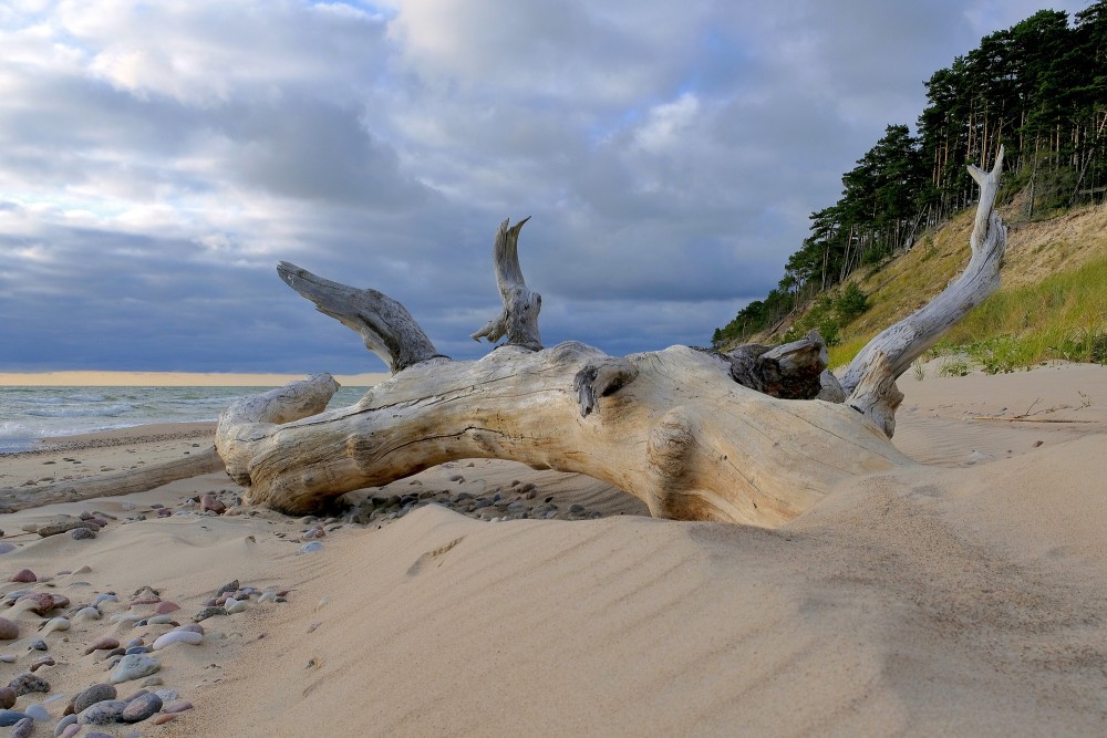 Nokaltis koka stumbrs smilšainā Kurzemes jūrmalā pie stāvkrasta