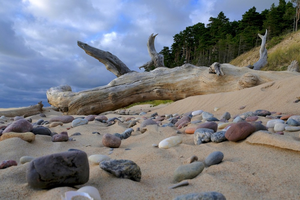 Dead Tree on the Seashore