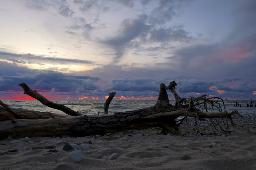 Tree Trunks on the Beach, Evening Seascape