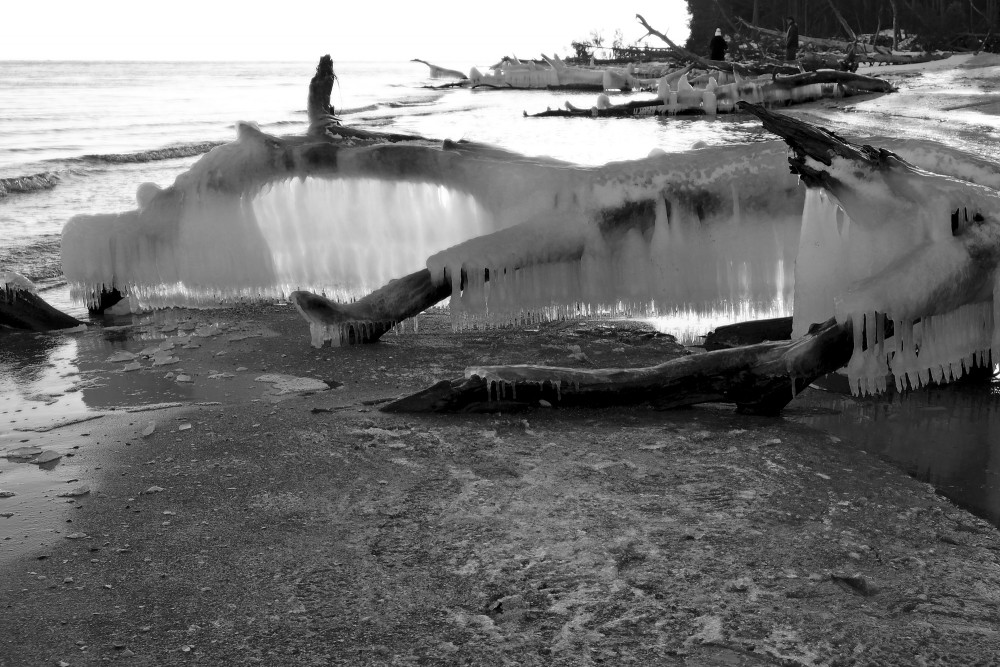 Icicles on a Frozen Tree by the Seashore, Cape Kolka