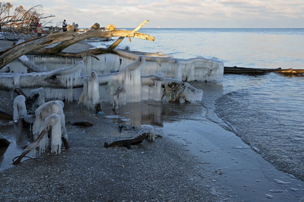 Icicles on a Frozen Tree by the Seashore, Cape Kolka