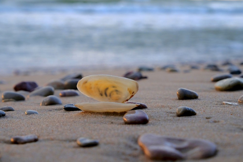 A Seashell Among Pebbles on the Beach