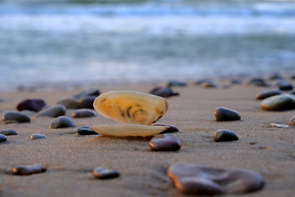 A Seashell Among Pebbles on the Beach