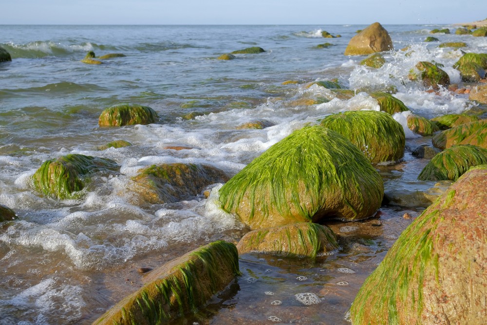 Stones on the Seashore