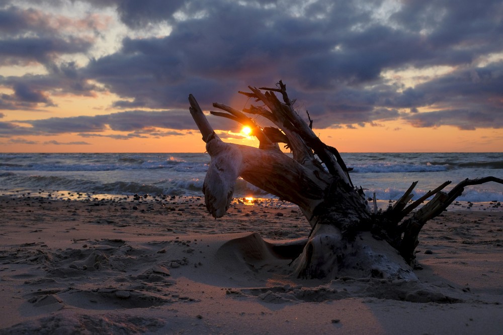 Dead Tree Root on the Seashore at Sunset