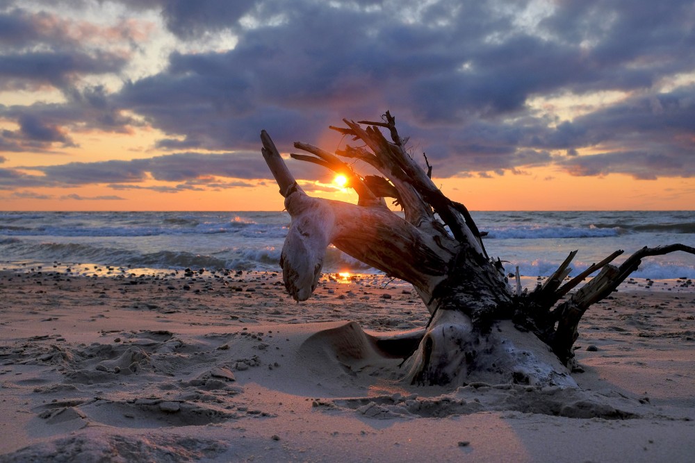 Nokaltuša koka sakne jūrmalā, saulrietā