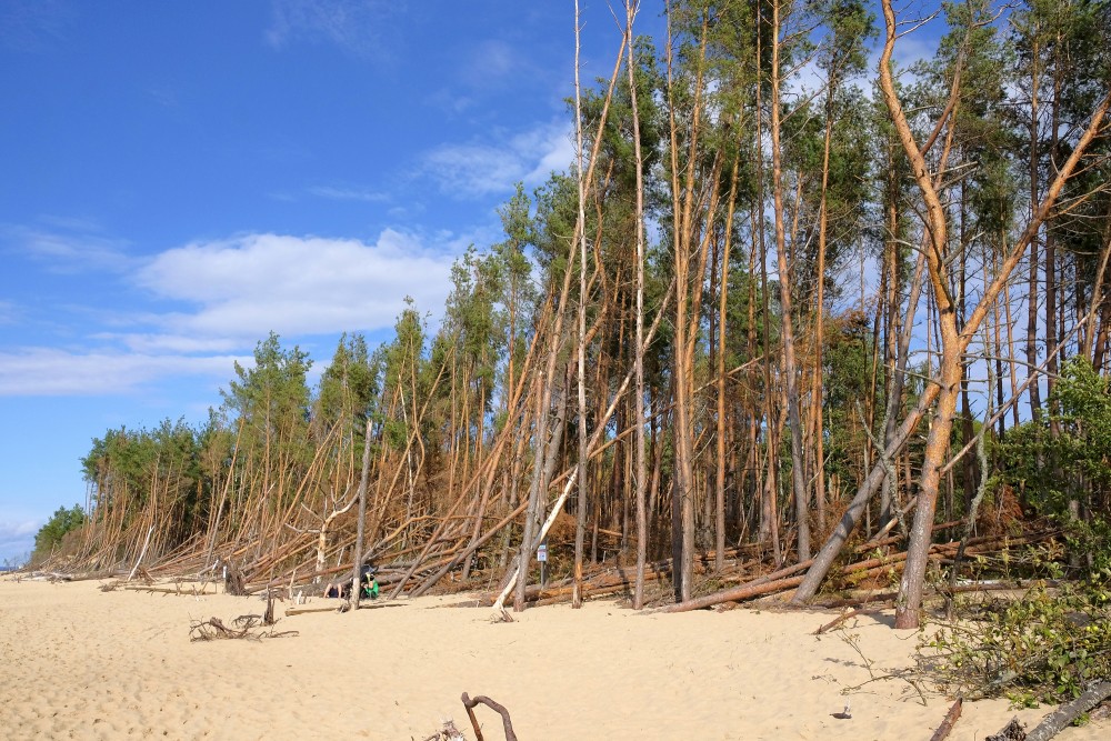 Trees blown down by storm on Carnikava beach