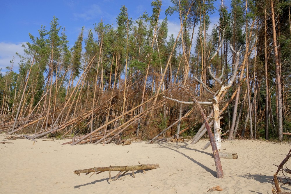 Trees blown down by storm on Carnikava beach