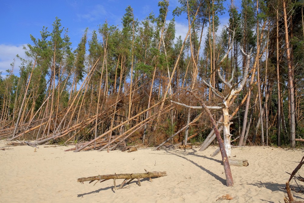 Vētras izgāzti koki Carnikavas pludmalē